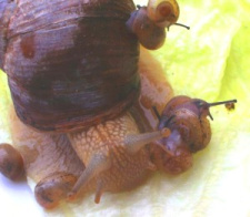 Weinbergschnecke mit Babyschnecken